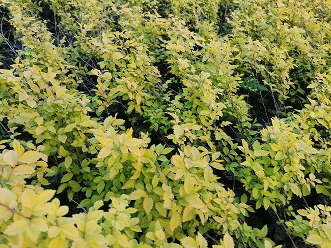 大規(guī)模國土綠化扮靚美麗中國 大規(guī)模國土綠化扮靚美麗中國