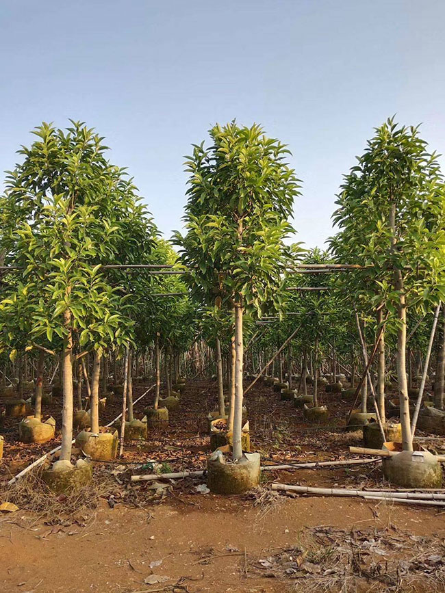 2021年度全國苗木供需分析報(bào)告 2021年度全國苗木供需分析報(bào)告