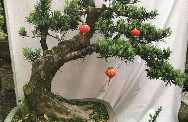 可以做盆景的樹有哪些?盆景樹種大全介紹 可以做盆景的樹有哪些?盆景樹種大全介紹