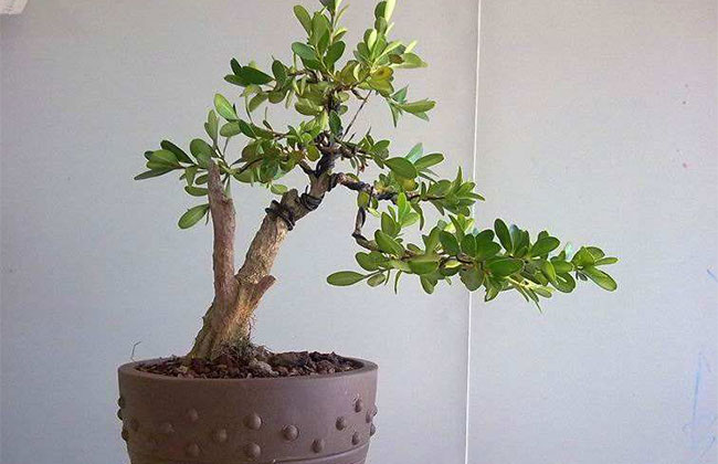 可以做盆景的樹有哪些?盆景樹種大全介紹 可以做盆景的樹有哪些?盆景樹種大全介紹